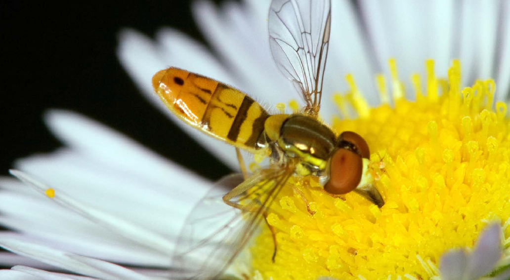 An adult flower fly on a white and yellow flower.